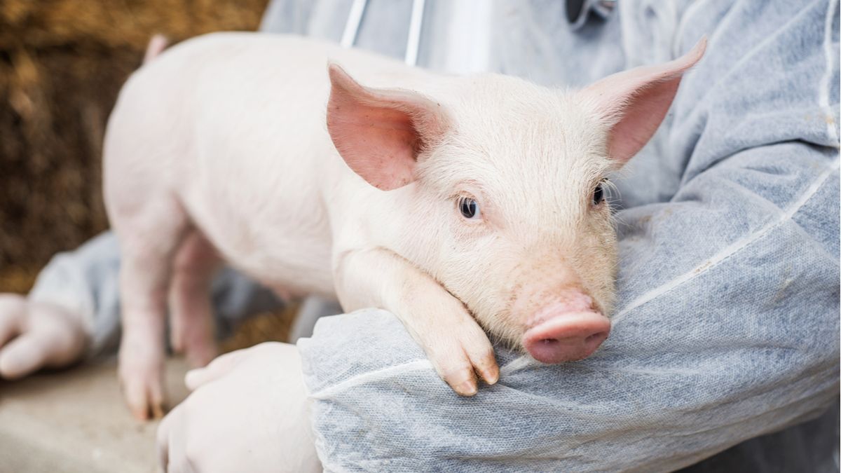 Pig butchering scams