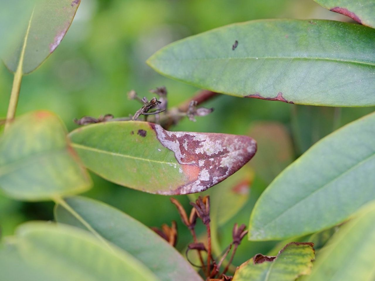 Sooty Mold On Rhododendron Plants