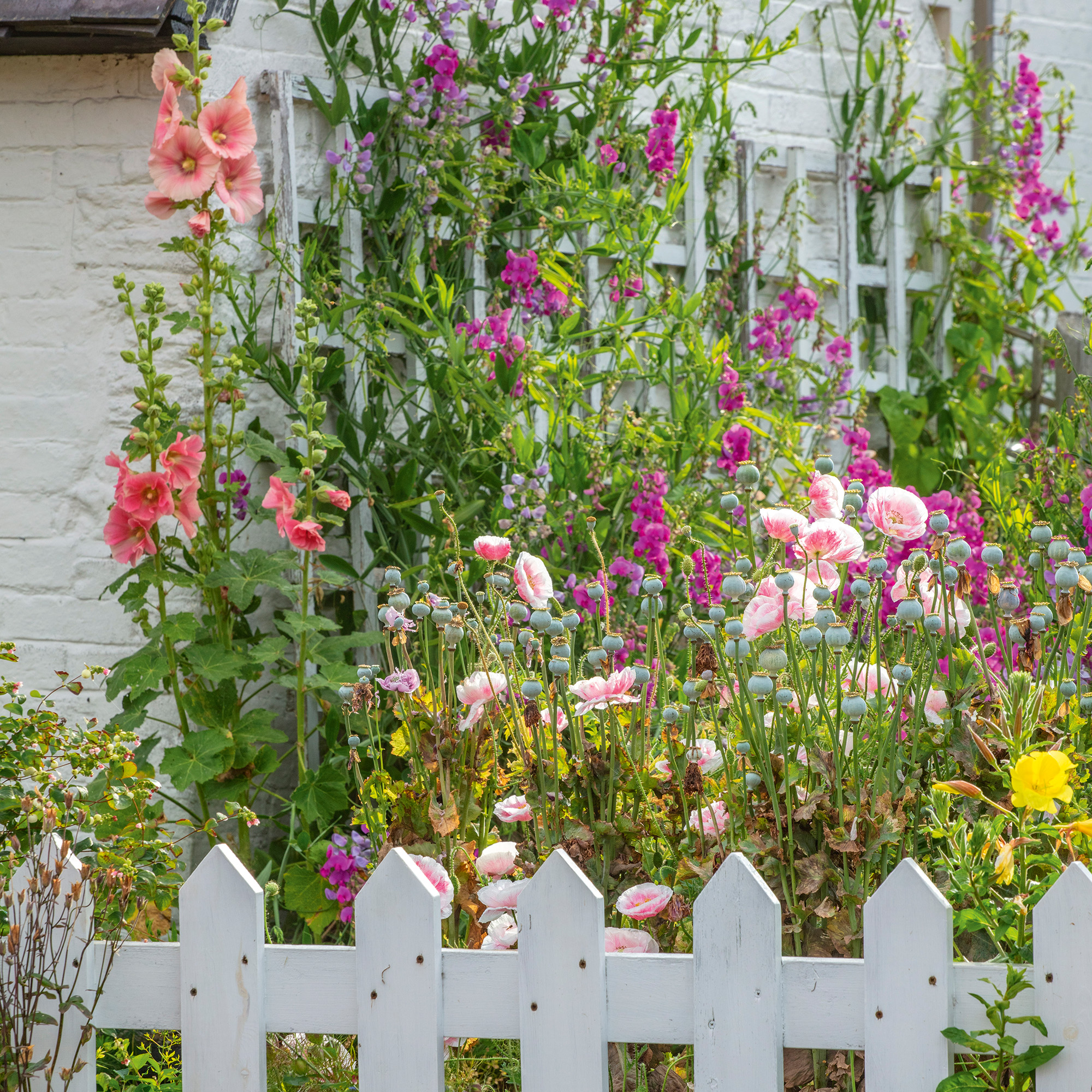 cottage garden plants with sweatpeas and roses climbing up the side of a house with a white picket fence