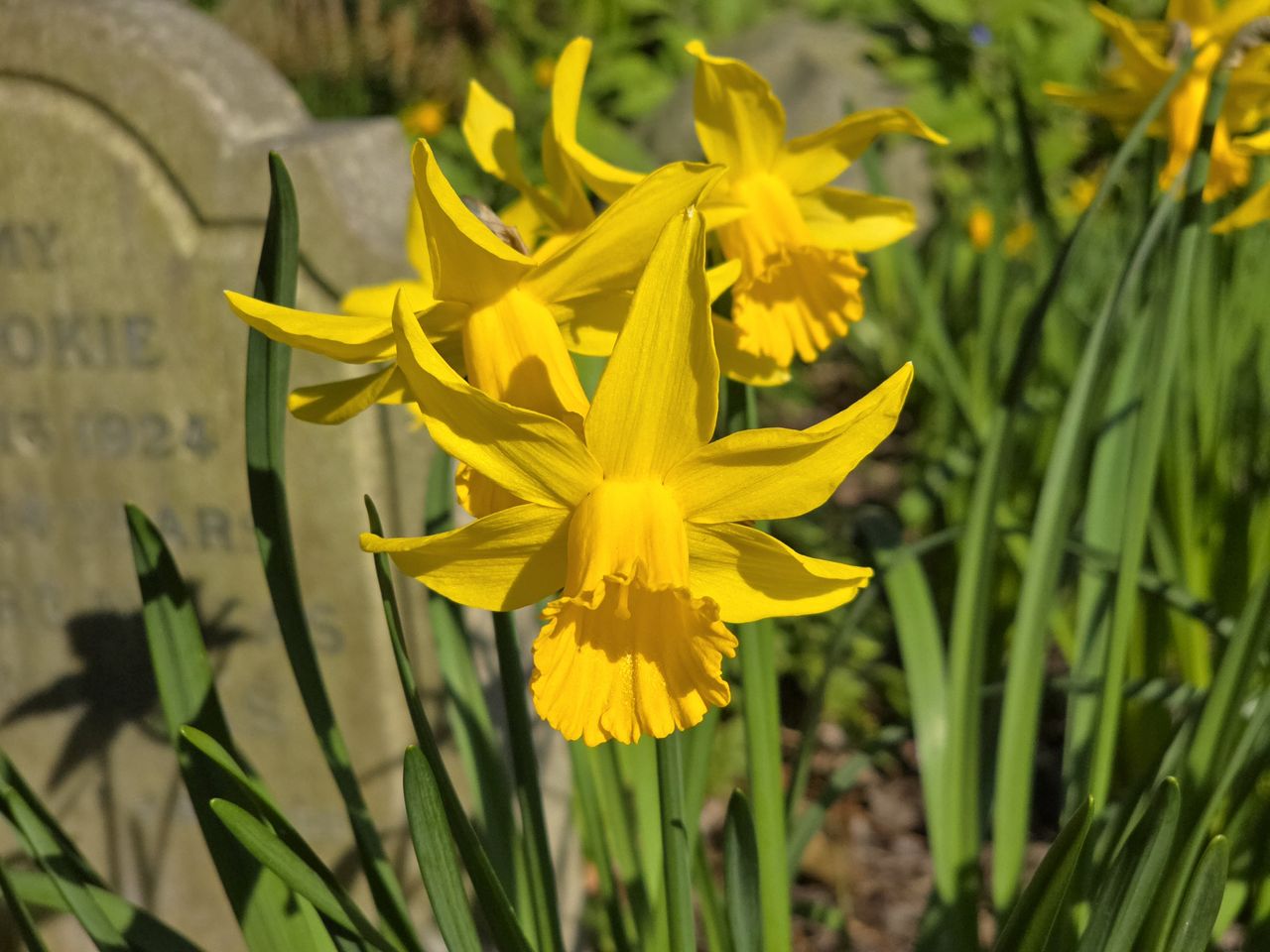 Camera phone shoot out: Photos from Samsung S24 Ultra