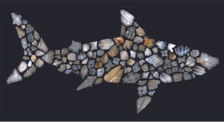 Denticles, or microscopic shark scales vary greatly between species. These ancient denticles are telling a previously unknown story of mass extinction.