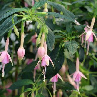 Pink fuchsias in a summer hanging basket