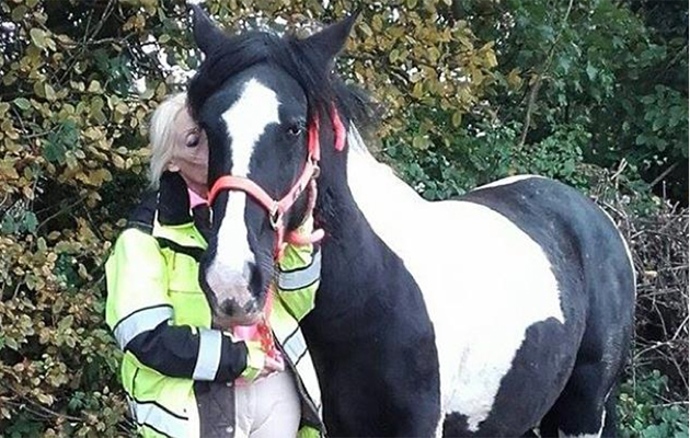 phoebe horse 2