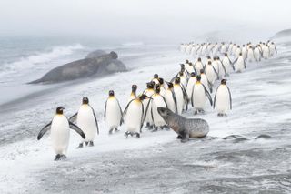 In the category Birds Ben Cranke from Great Britain won with the image of a column of king penguins at St. Andrews Bay