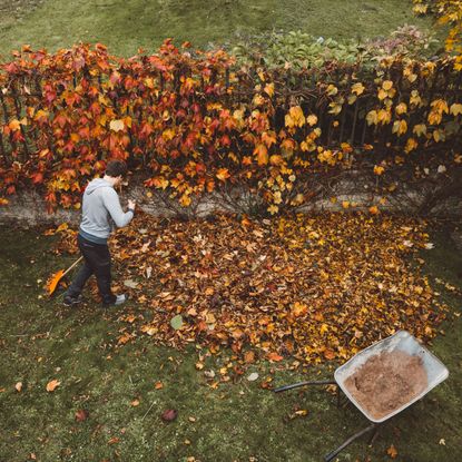 A man raking leaves next to a fence