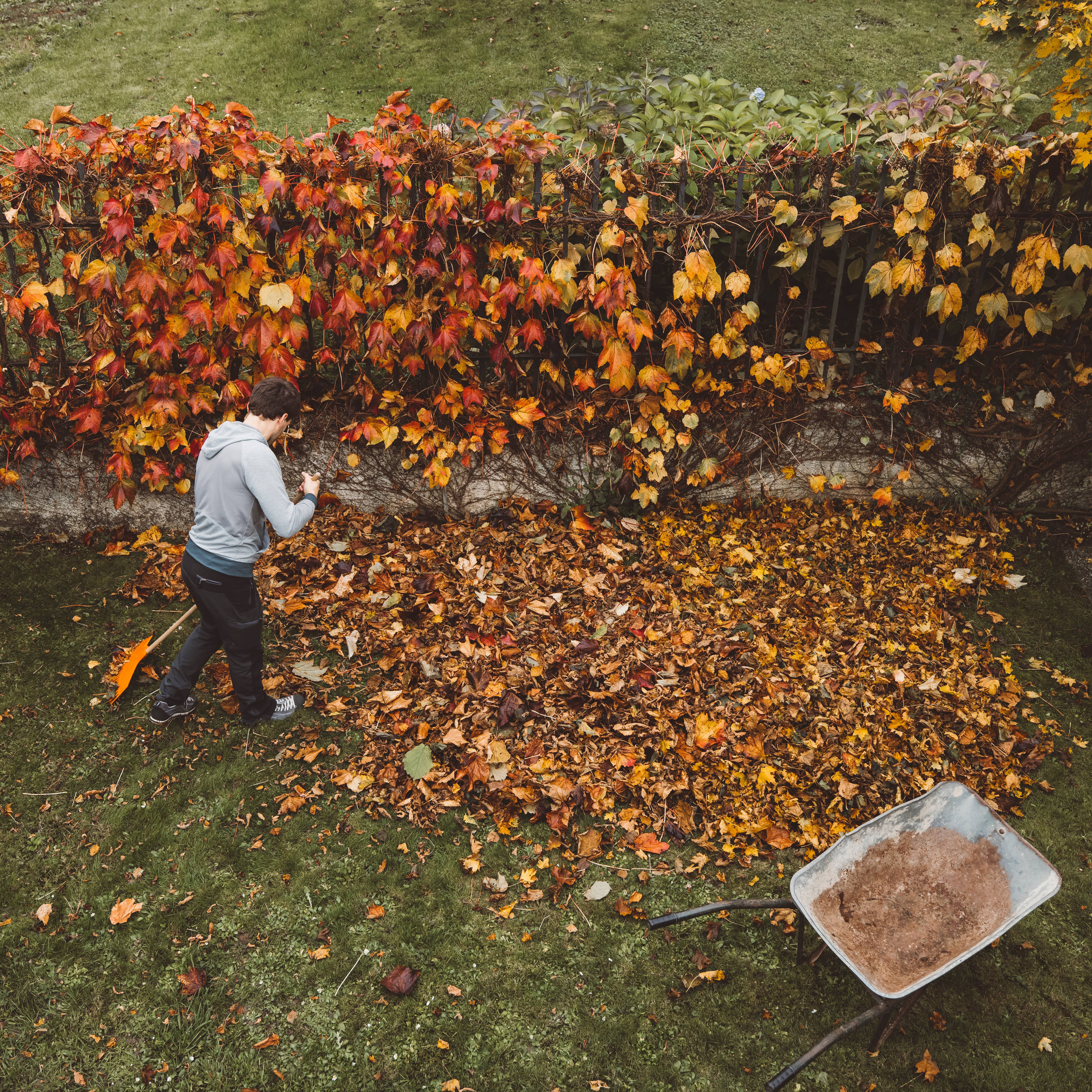 A man raking leaves next to a fence
