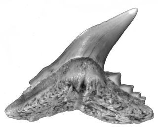 There are very few published accounts of Arctic shark fossils. The vast majority of the teeth that the researchers found in Banks Island belonged to sand tiger sharks.
