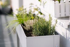 Close up shot of rosemary planted next to different herbs in the background 