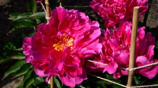 picture of peonies held up with bamboo and twine