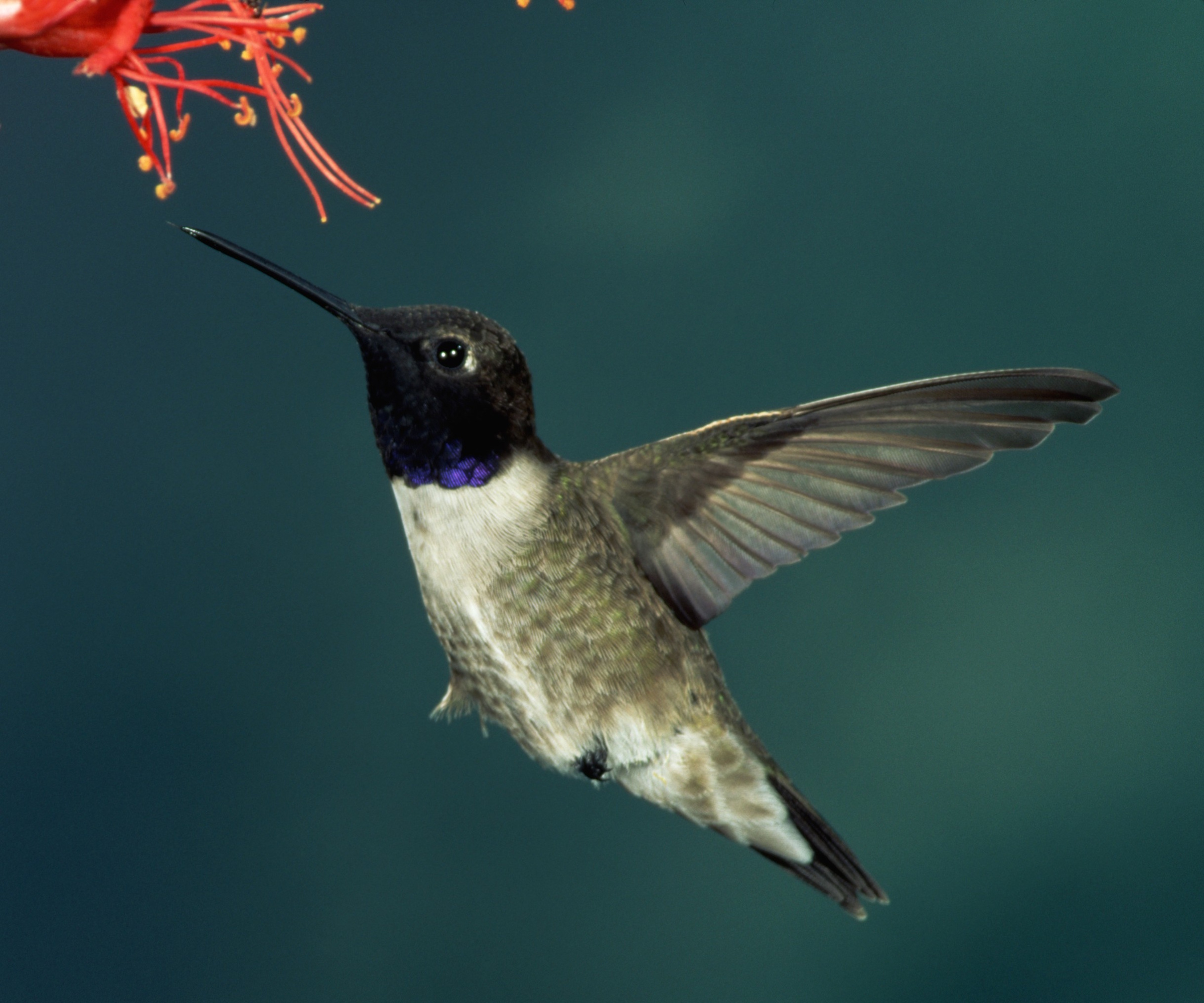 Black-chinned hummingbird feeding on nectar in a garden