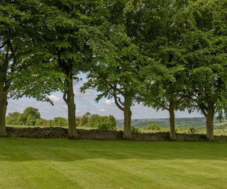 Lawn with beech trees at the end beside a stone wall with valley views beyond.