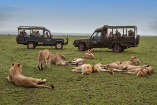 Photograph of safari vehicles in the Maasai Mara, Kenya, taken by Jonathan and Angela Scott