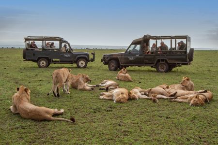 Photograph of safari vehicles in the Maasai Mara, Kenya, taken by Jonathan and Angela Scott