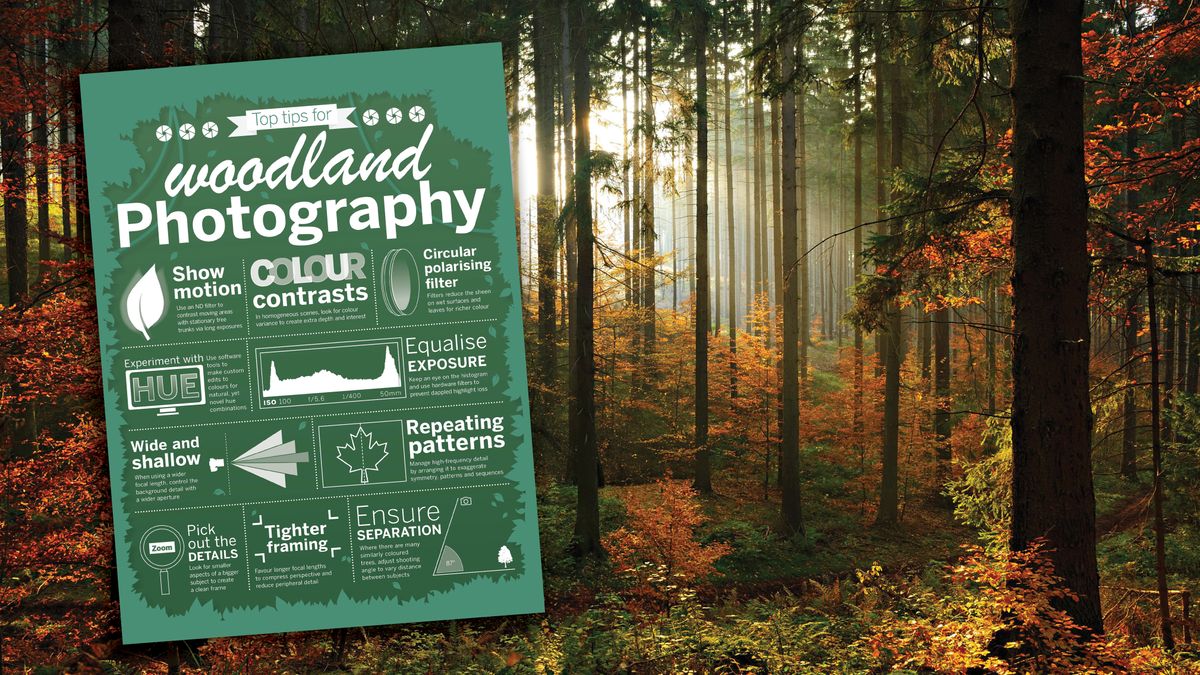 Photography cheat sheet: woodland photography