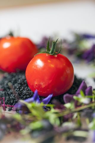 Admirable Crichton's Goat's cheese tomato canape, one of the canapes entered in the 2017 Country Life and Plain English canape competition.