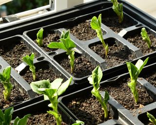 growing broad beans in peat free compost