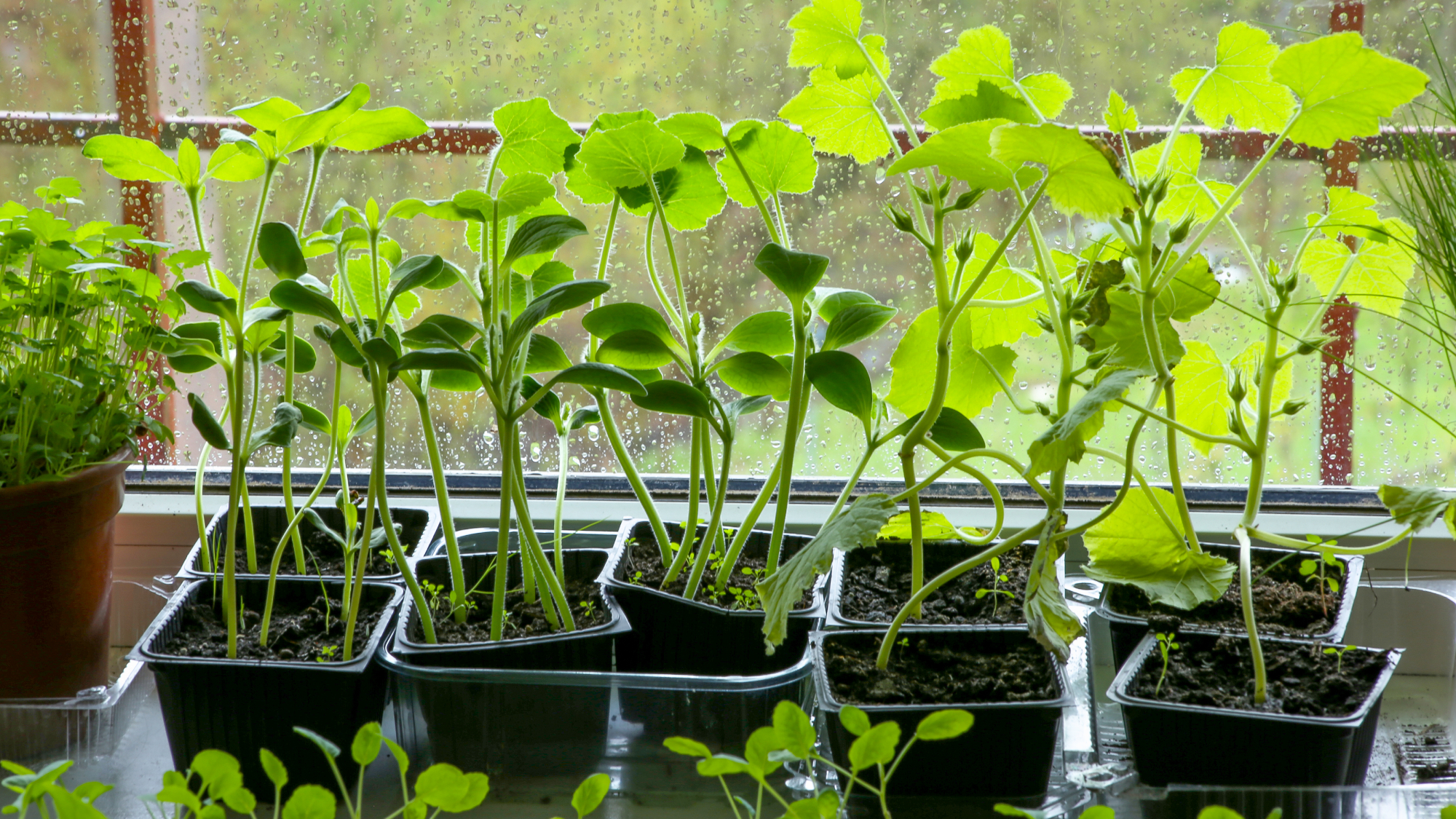 leggy vegetable seedlings on a rainy windowsill