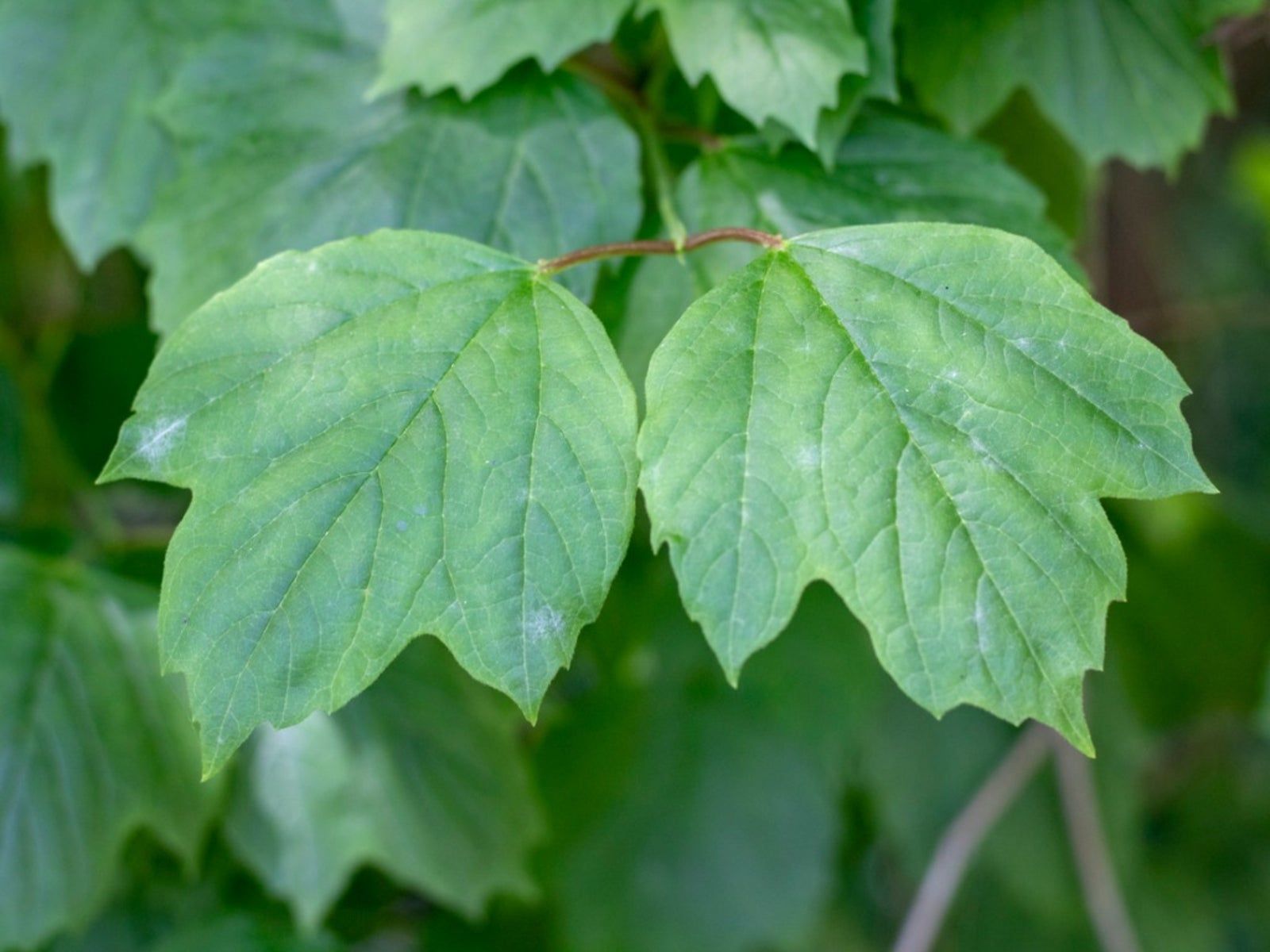 Mapleleaf Viburnum Shrubs - How To Care For A Mapleleaf Viburnum ...