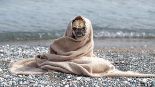 Dog wrapped in blanket by the sea