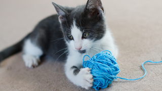 Black and white kitten eating a ball of blue yarn