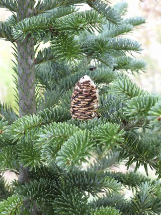 Fraser Fir: A New Look at an Old Friend — In Defense of Plants