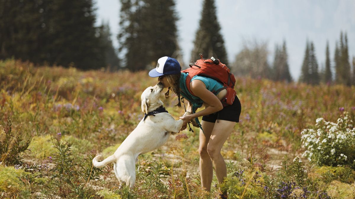How hot is too hot to take your dog hiking? | Advnture