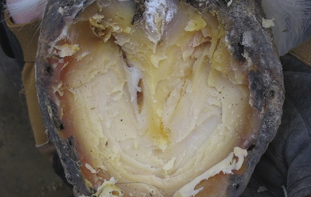 2-canker