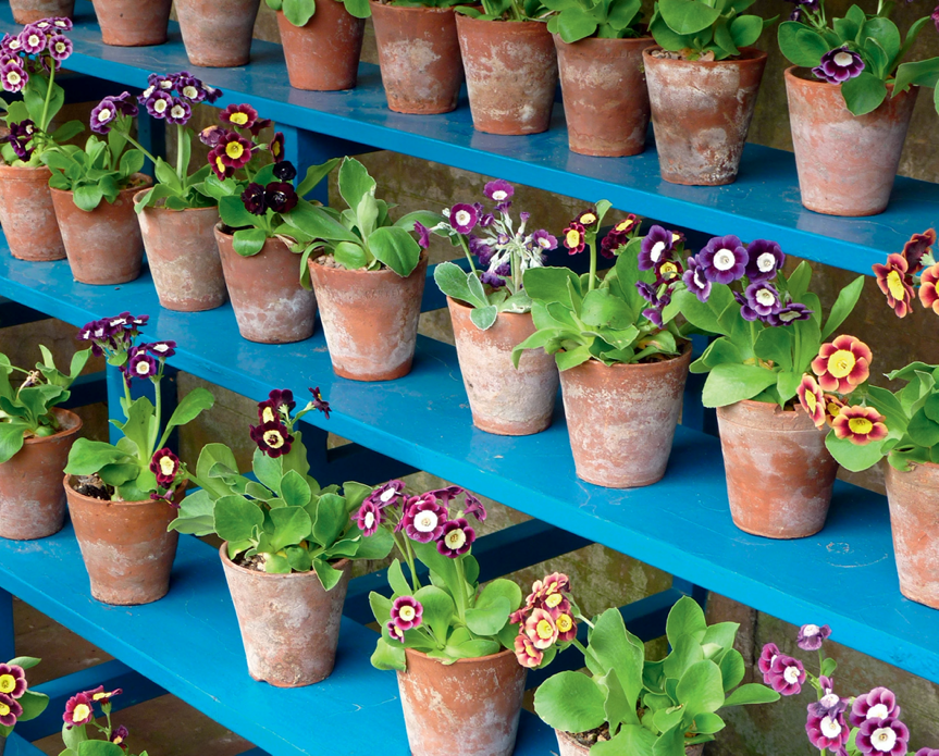 Neatly arranged pots at Calke Abbey, Derbyshire, home to the only known example of an original auricula theatre in the country.