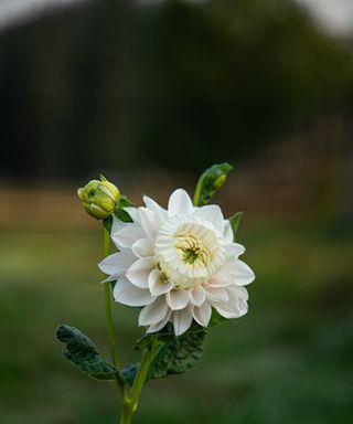 Daffodahlia bloom