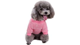 Dog wearing sweater