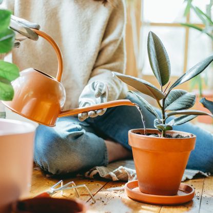 Woman lightly watering a rubber plant