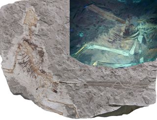 Among the finds within the Daohugou Biota, dating to the Jurassic, in Mongolia was this feathered dinosaur <em>Epidexipteryx</em>, with inset showing additional feathers and soft tissues revealed by the use of U.V. light.