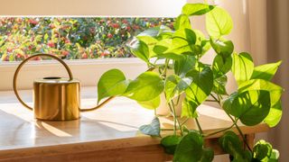 Pothos (Epipremnum aureum) on a window sill next to a golden watering can