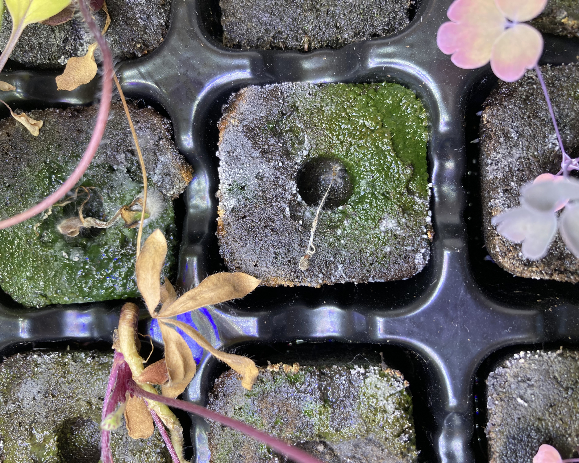 seedlings with algae and mold
