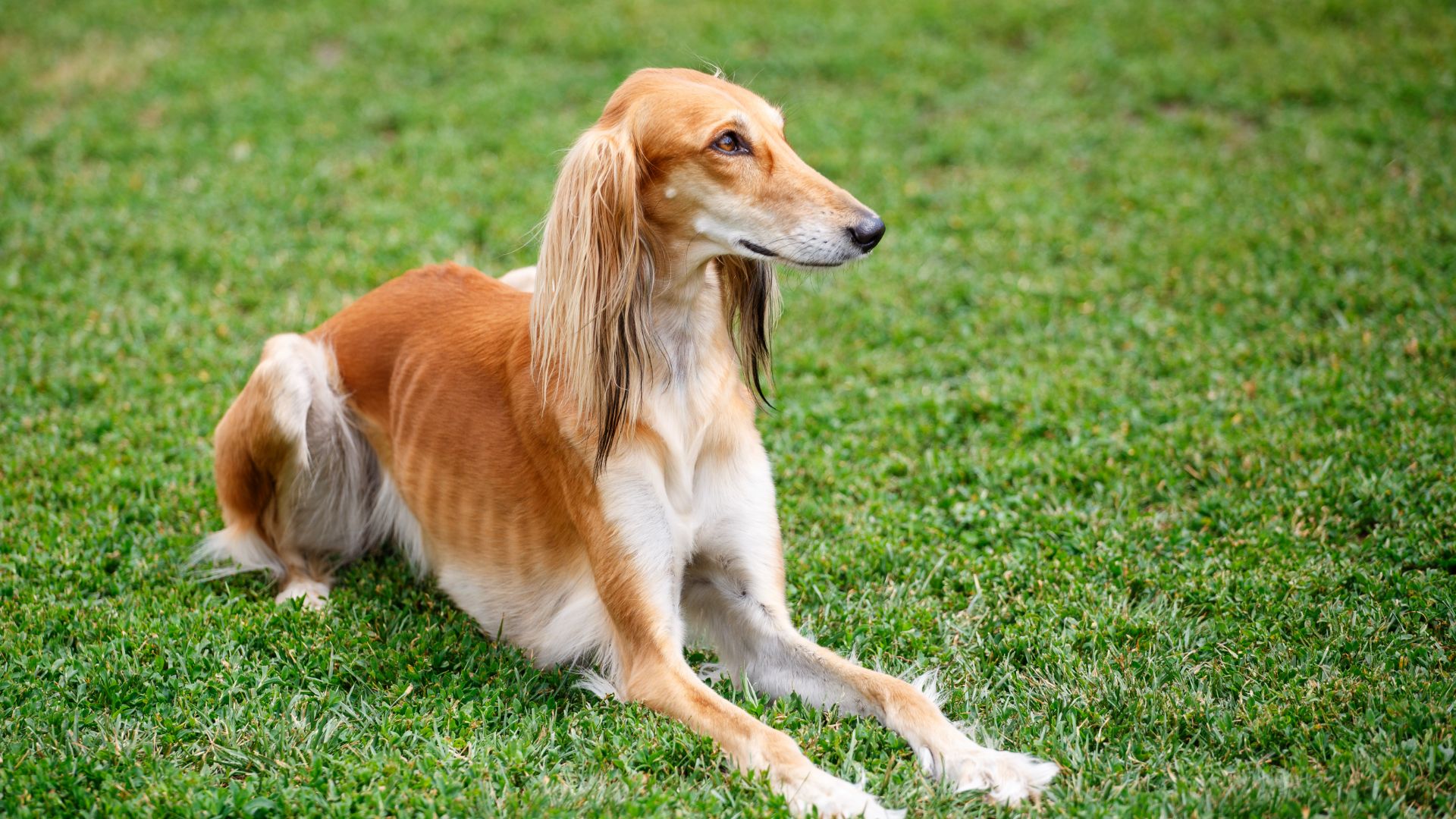 saluki