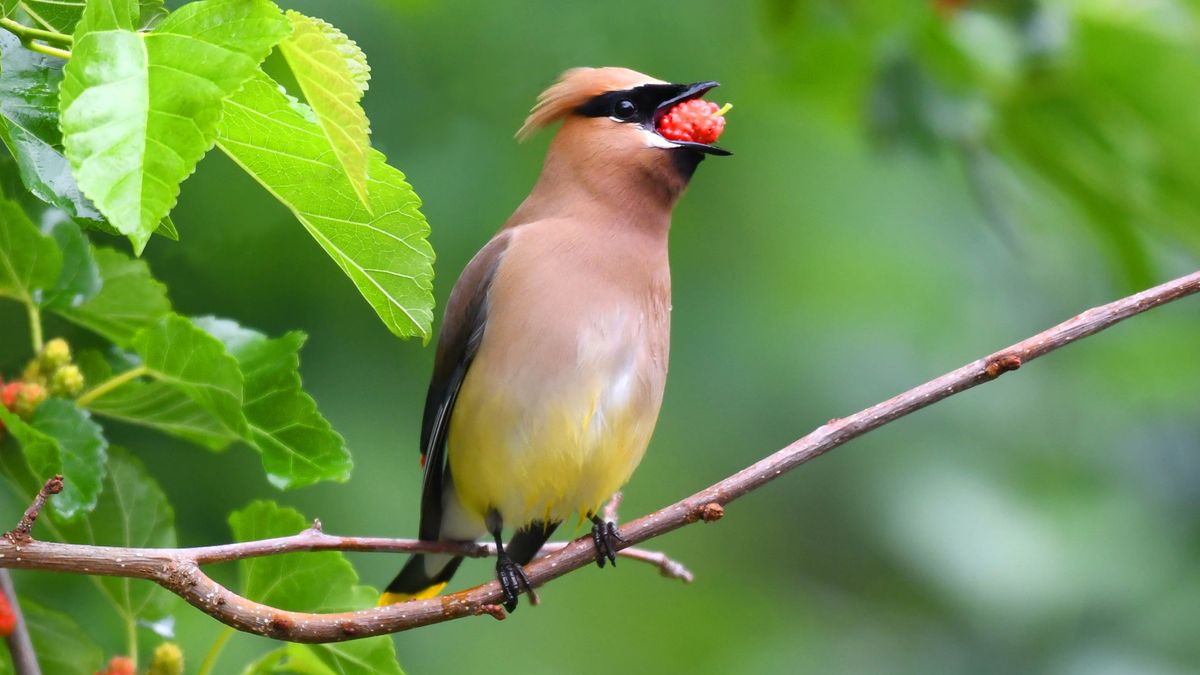 7 ways to keep birds from ruining your plants