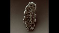Tardigrades are nearly indestructible creatures that have been found in the most inhospitable places on Earth.