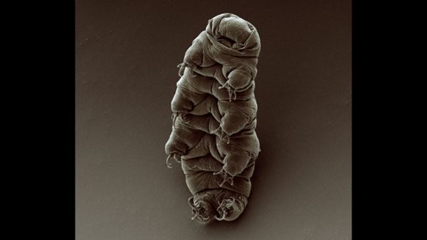 Tardigrades are nearly indestructible creatures that have been found in the most inhospitable places on Earth.