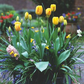 Spring flowers in pot including yellow tulips, daffodils or narcissus and pink hyacinth