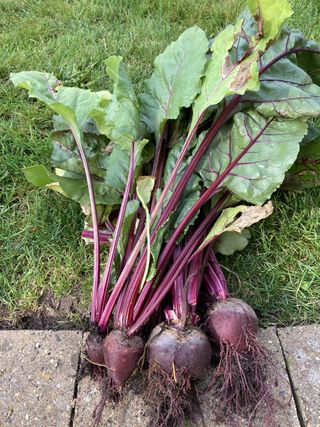 grow your own beetroot