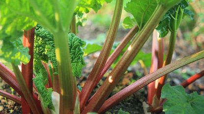 rhubarb growing in garden