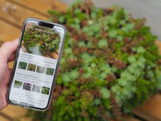 a plant identifier app showing a sedum plant