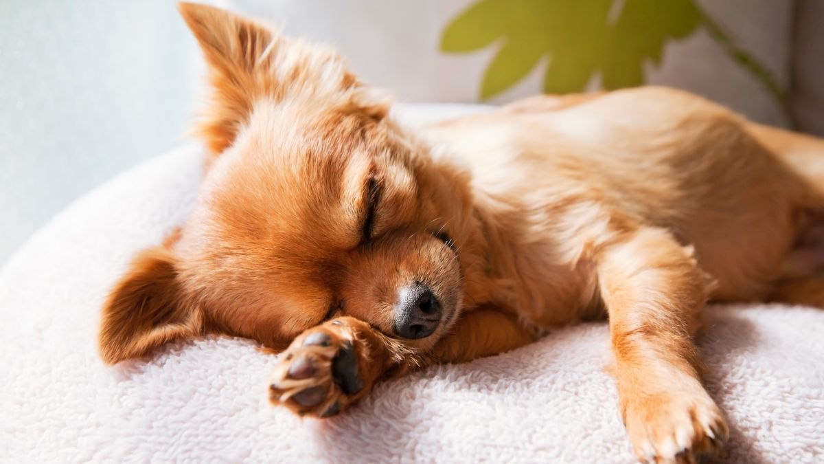 Why do dogs scratch their bed? Vet reveals the 6 most common reasons PetsRadar