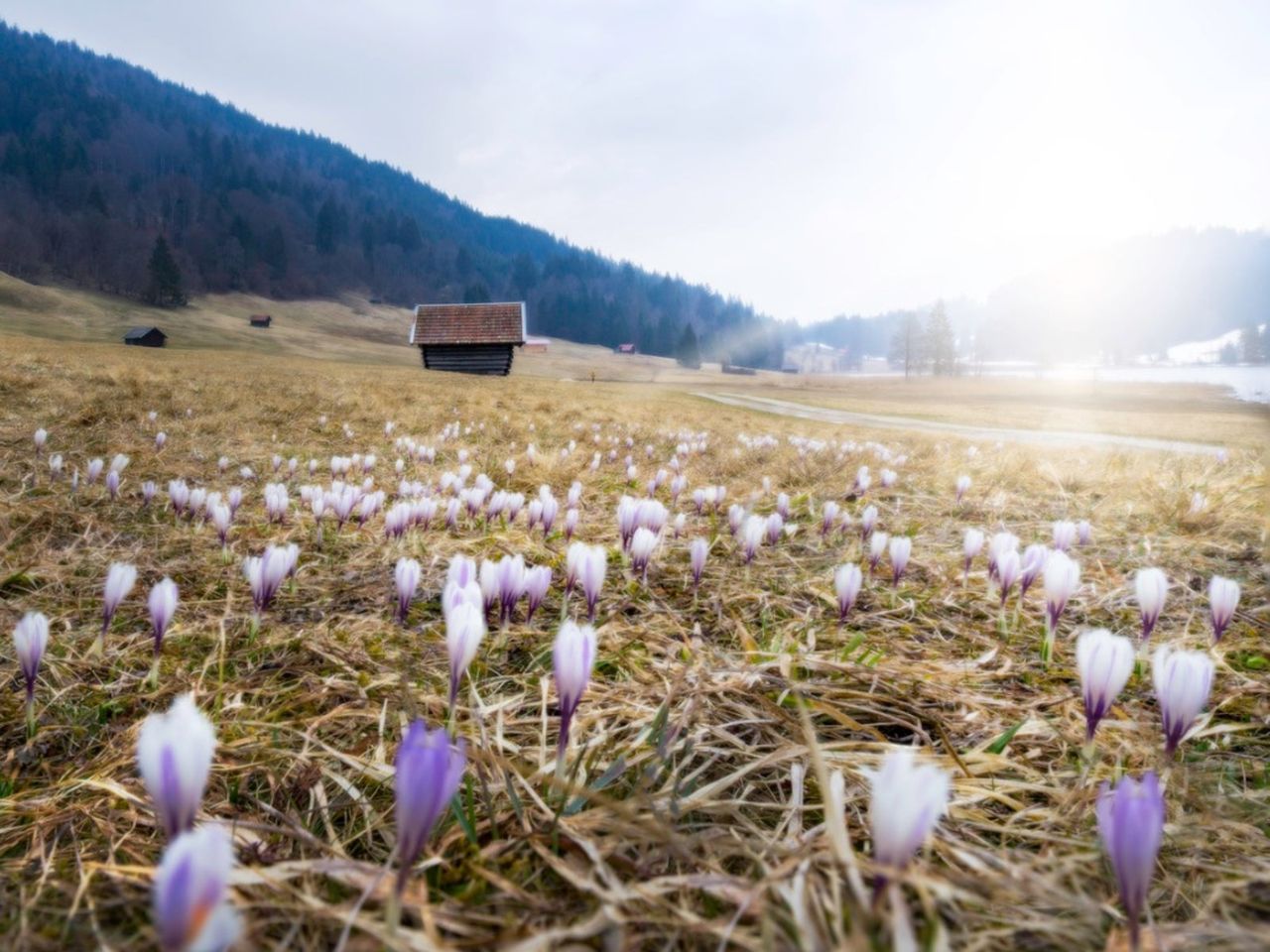 Naturalized Flower Bulbs In The Landscape