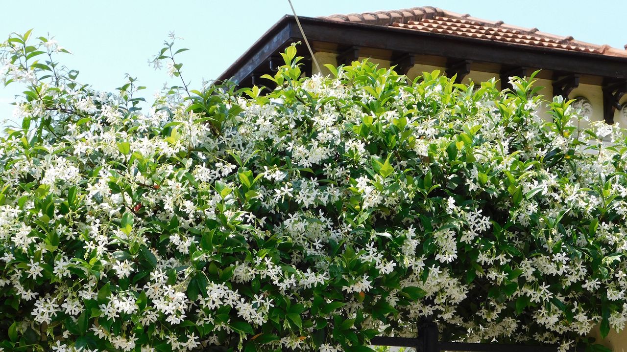 The evergreen climber, star jasmine, with white blooms in a garden