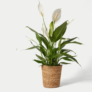 M&S Peace Lily