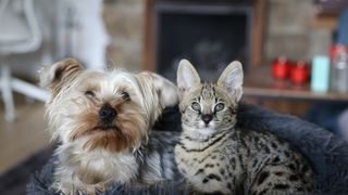 Savannah cat and dog sitting together