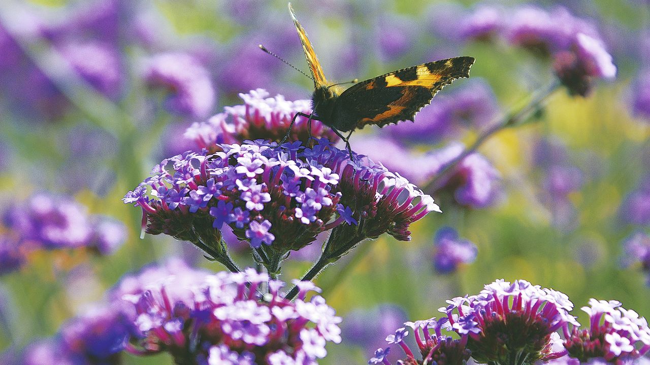 Verbena bonariensis