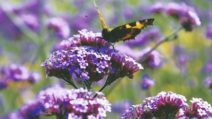 Verbena bonariensis