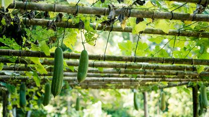 Cucumbers hanging from a stem in a sunny garden
